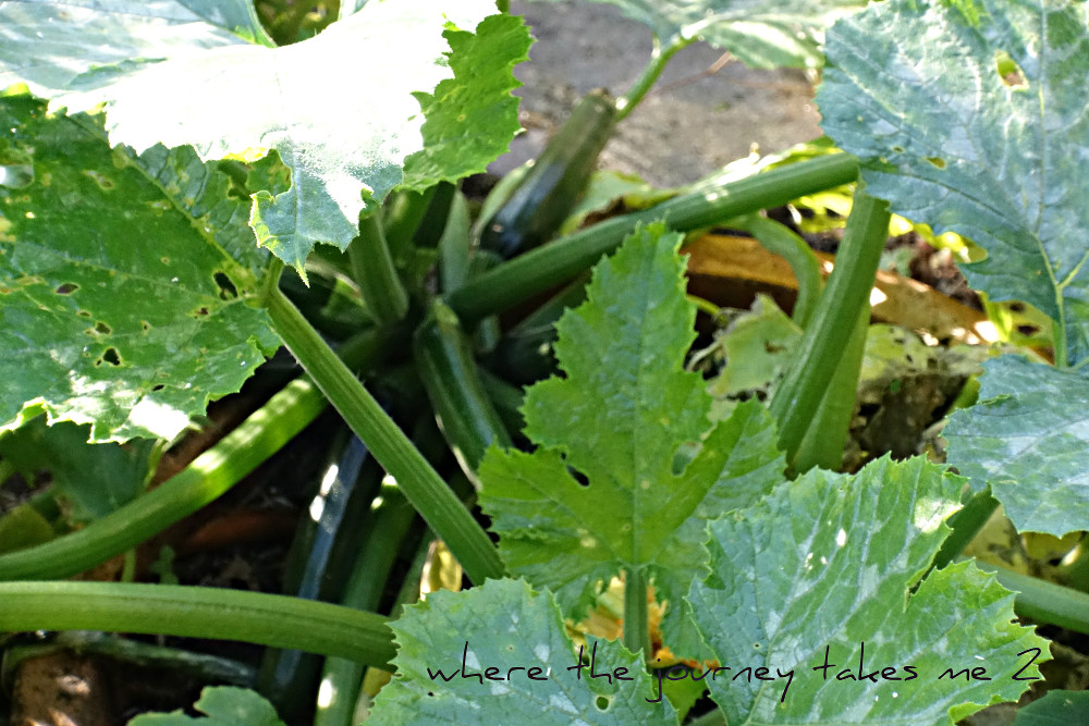 Courgette plant