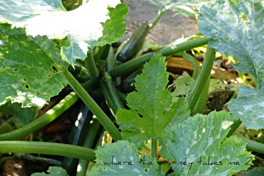 Courgette plant