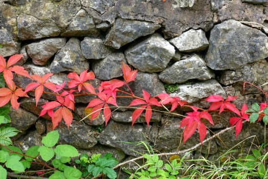 Virginia Creeper