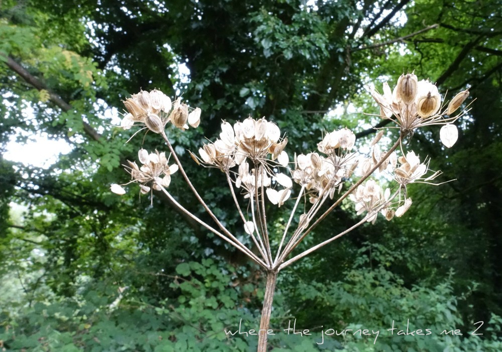 Cow Parsley