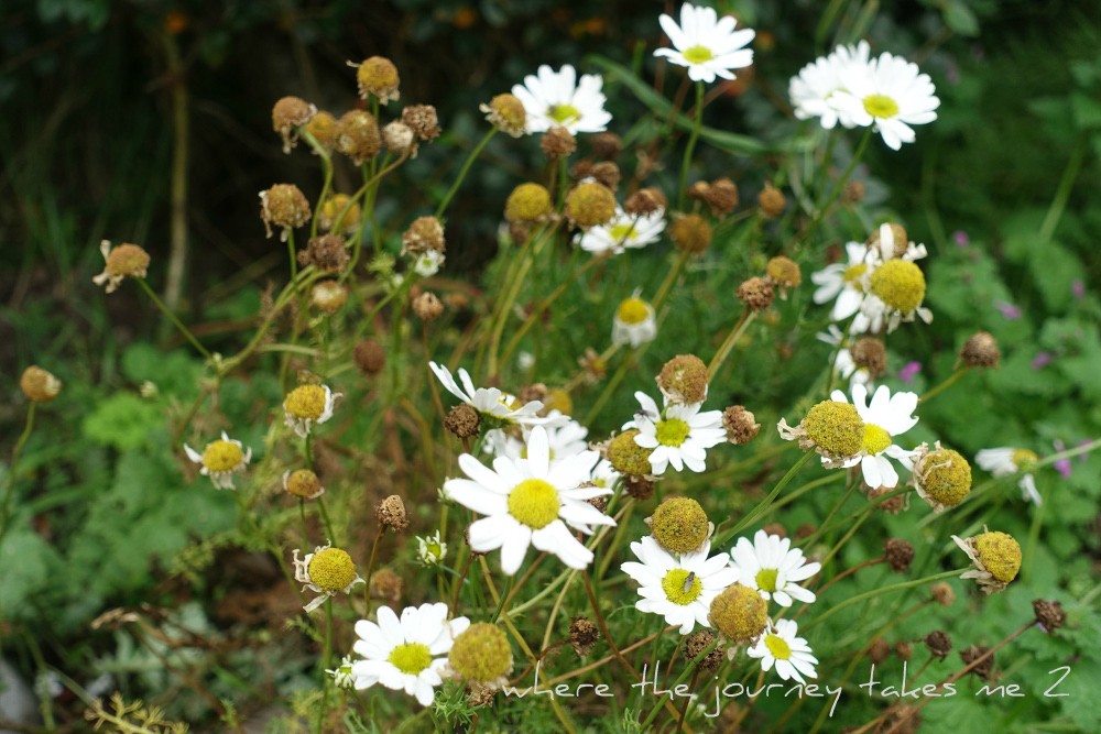 Chamomile