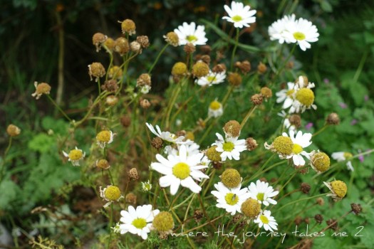 Chamomile
