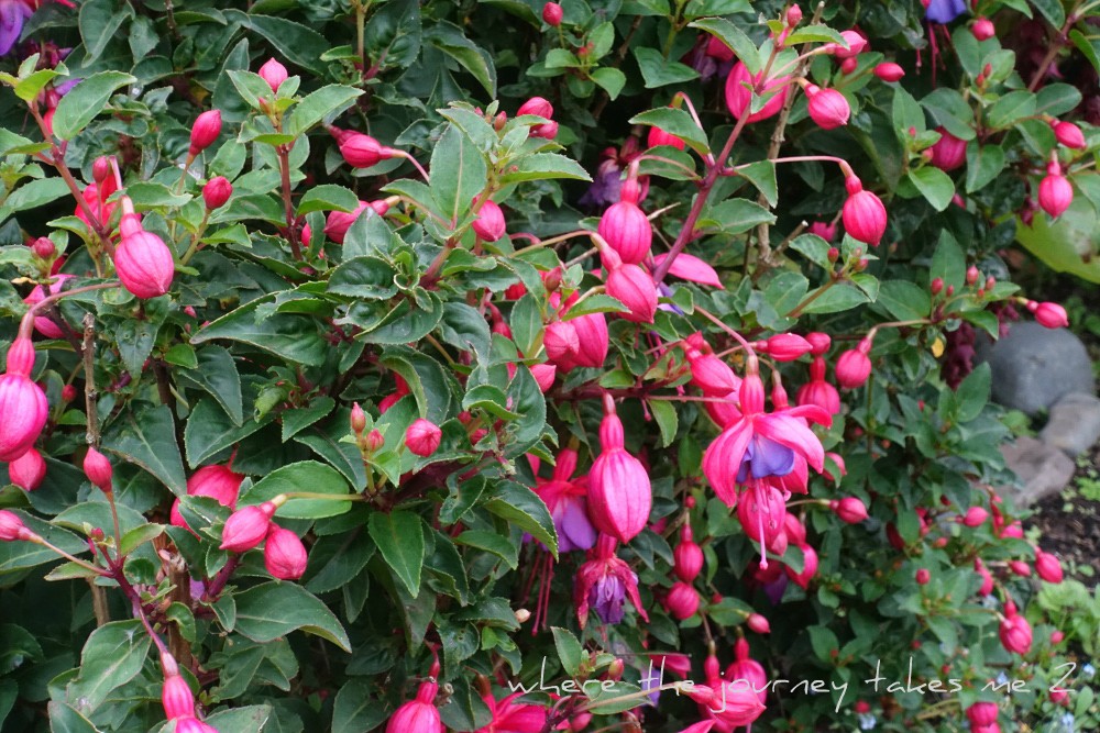 Fuschia