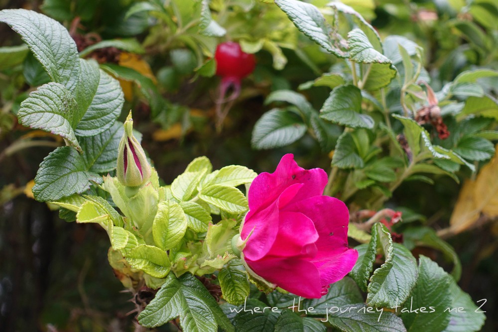 Rosa Rugosa