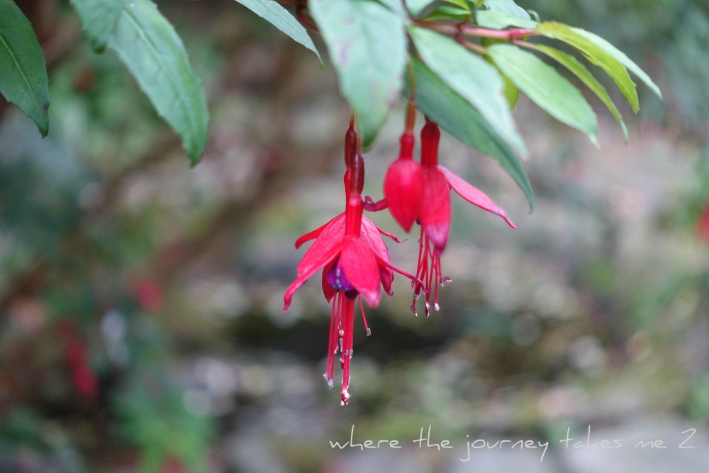 Wild Fuschia