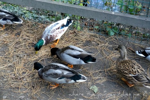 Feeding the ducks
