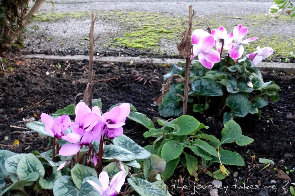 Cyclamen
