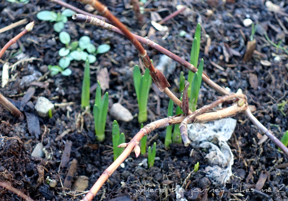 Spring bulbs