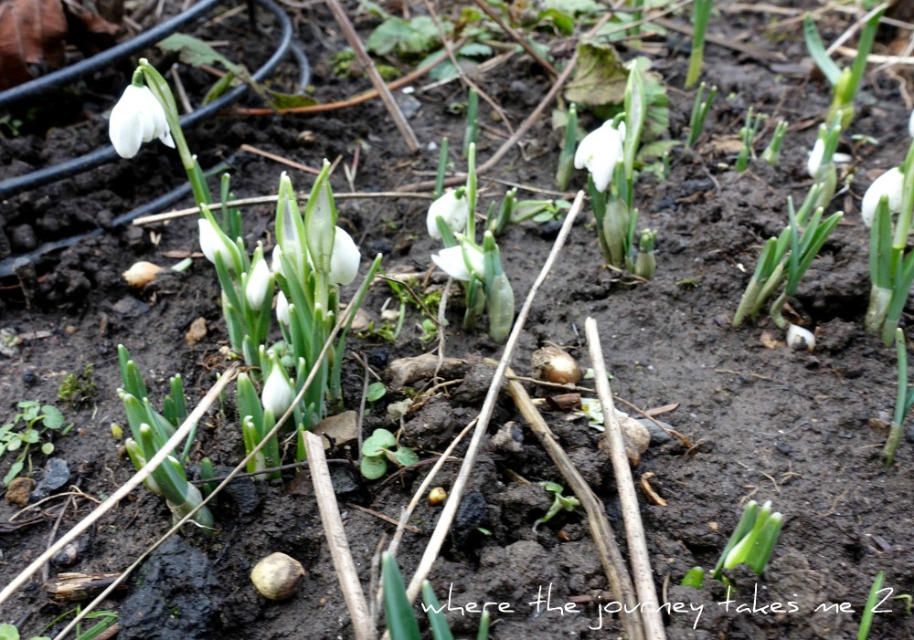 Snowdrops