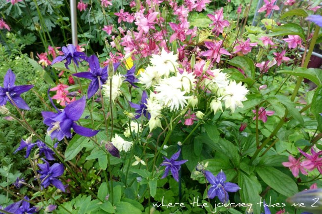 Aquilegia